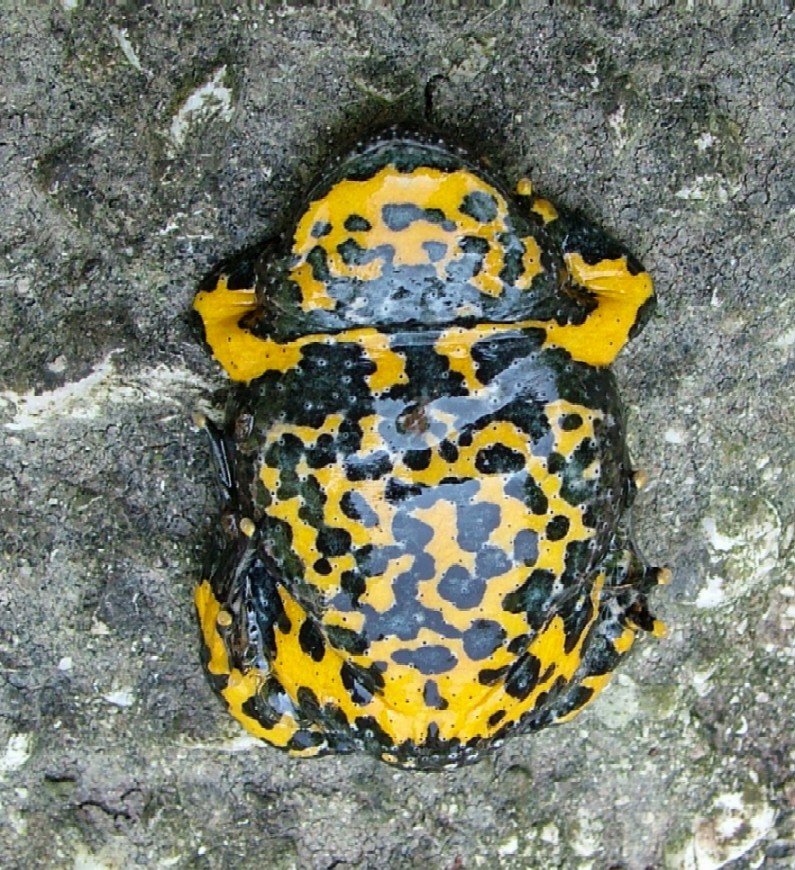 Poche pozze, molte specie: Bombina variegata